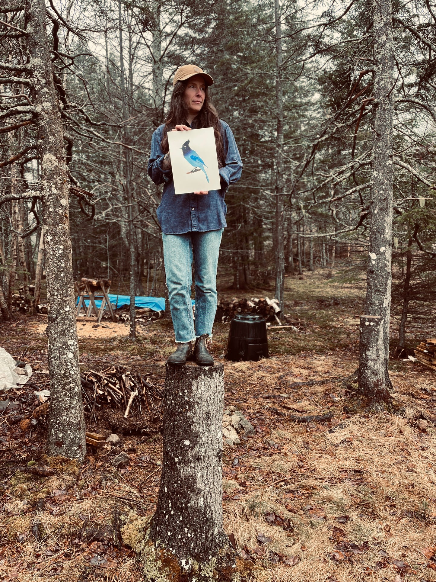 Steller's Jay Hoodie: Sicamous