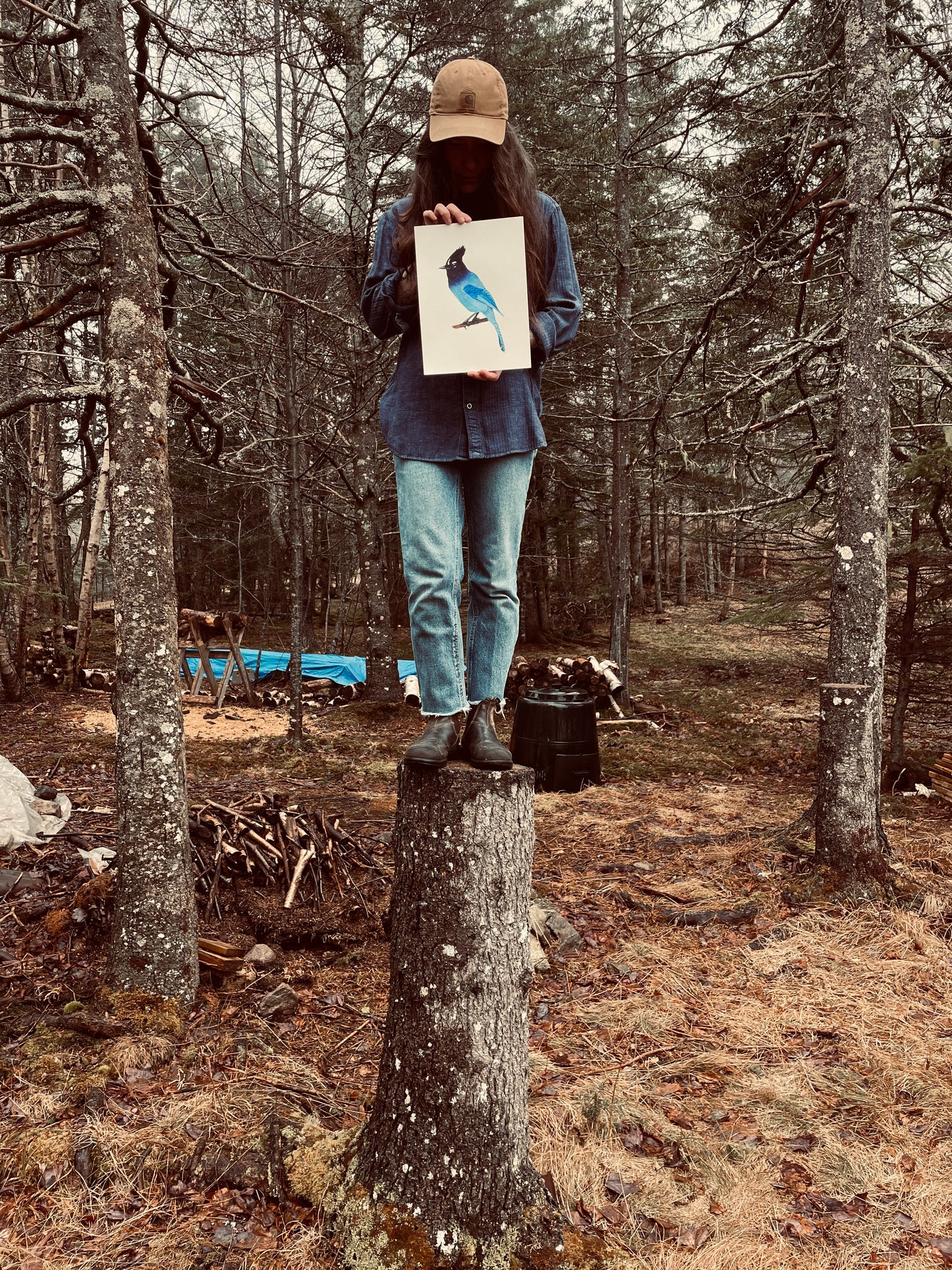Steller's Jay Sweatshirt: Sicamous